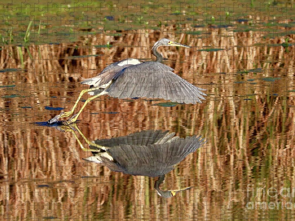 Tricolored Heron Jigsaw Puzzle featuring the photograph Trip the Light by Carol Groenen
