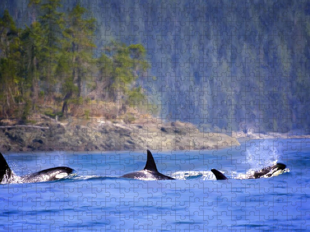 Orca Whales Jigsaw Puzzle featuring the painting Triple Play - Orca Whales by Jeanette Mahoney