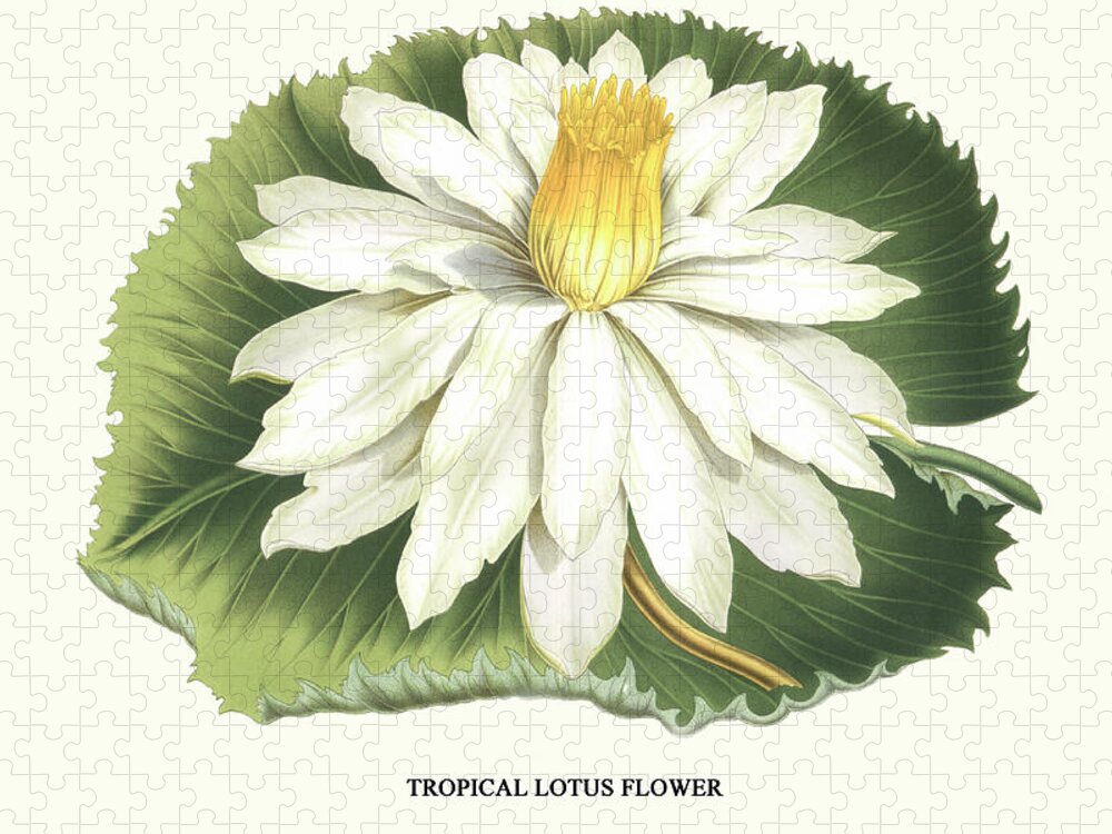 Botany Jigsaw Puzzle featuring the painting Tropical Lotus Flower by Louis Benoit van Houtte
