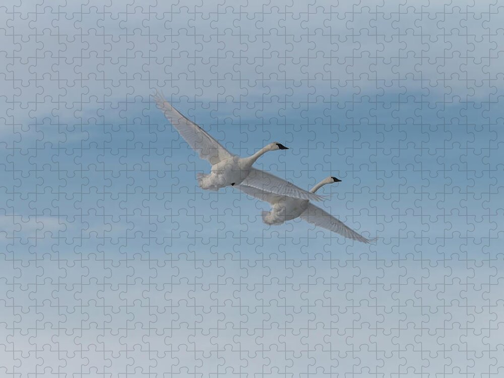 Swans Jigsaw Puzzle featuring the photograph Trumpeter Swans Tandem Flight II by Patti Deters