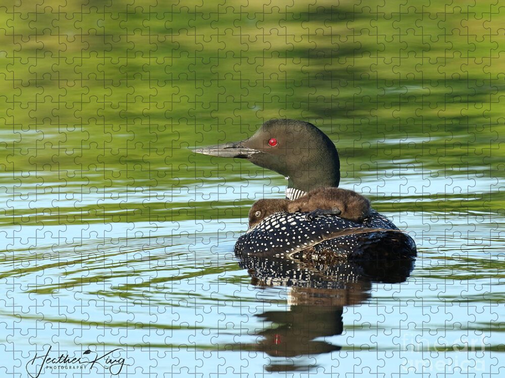 Loon Jigsaw Puzzle featuring the photograph Tuckered Out by Heather King