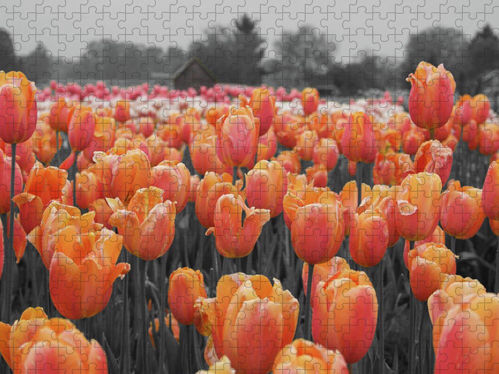 Cascades Jigsaw Puzzle featuring the photograph Tulip Farm by Dylan Punke