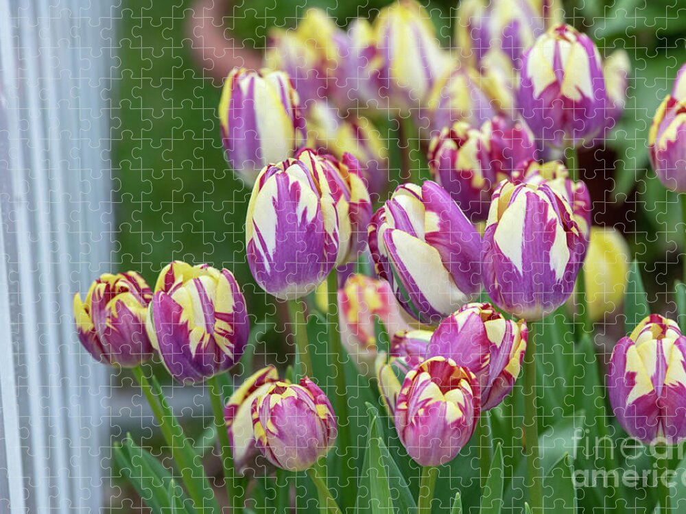 Tulipa Striped Sail;tulip Striped Sail;triumph Tulip Jigsaw Puzzle featuring the photograph Tulip Striped Sail Flowers by Tim Gainey