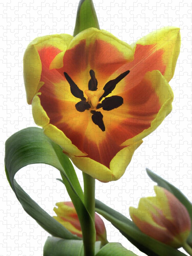 Tulips Jigsaw Puzzle featuring the photograph Tulip Time by Terence Davis