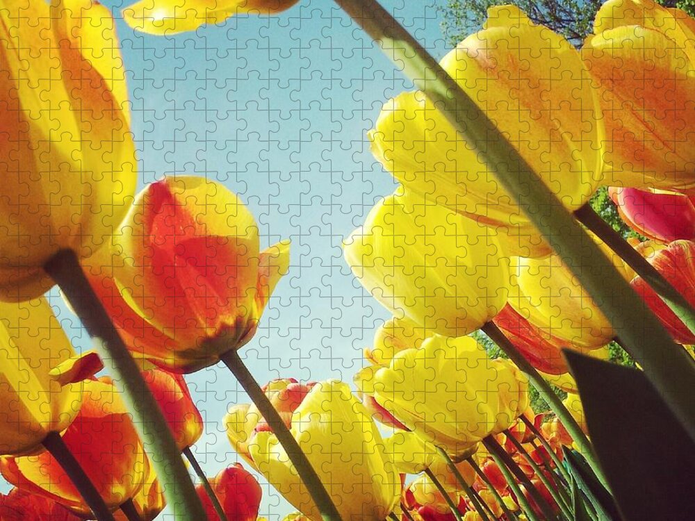 Scenics Jigsaw Puzzle featuring the photograph Tulips And Sky by A. Aleksandravicius