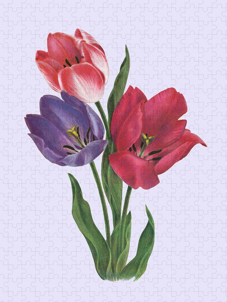Bloom Jigsaw Puzzle featuring the drawing Tulips by CSA Images