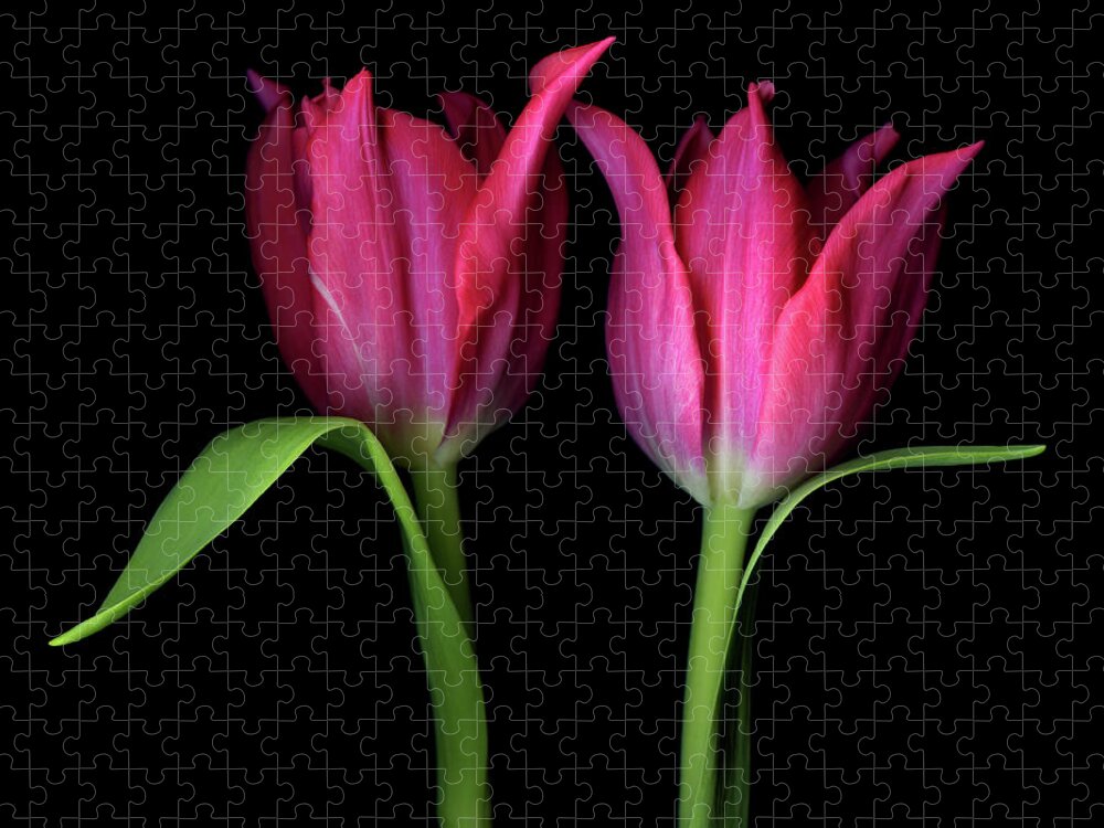 Two Objects Jigsaw Puzzle featuring the photograph Tulips Flower by Photograph By Magda Indigo