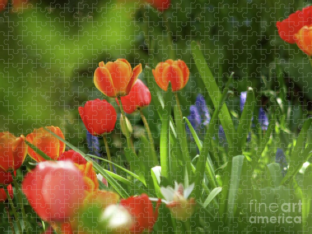 Flowers Jigsaw Puzzle featuring the photograph Tulips In A NY Garden by Dorothy Lee