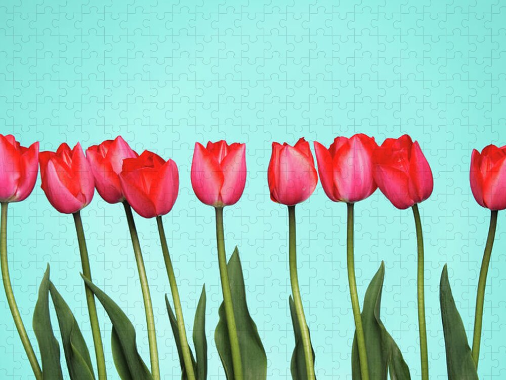 In A Row Jigsaw Puzzle featuring the photograph Tulips On Blue by Joelena