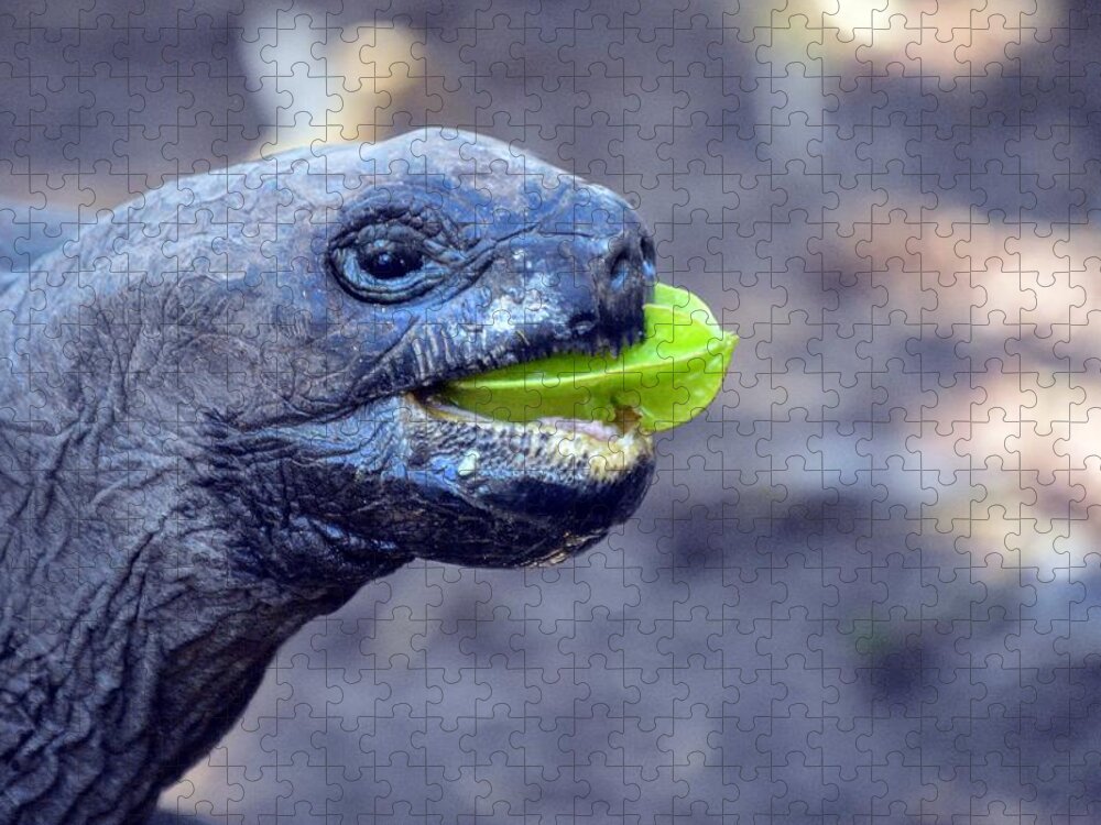 Turtle Jigsaw Puzzle featuring the photograph Turtle by Thomas Schroeder