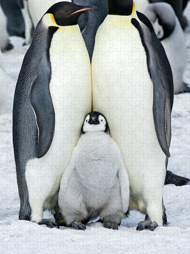 Emperor Penguin Jigsaw Puzzle featuring the photograph Two Adult Emperor Penguins And A Baby by Mint Images - David Schultz