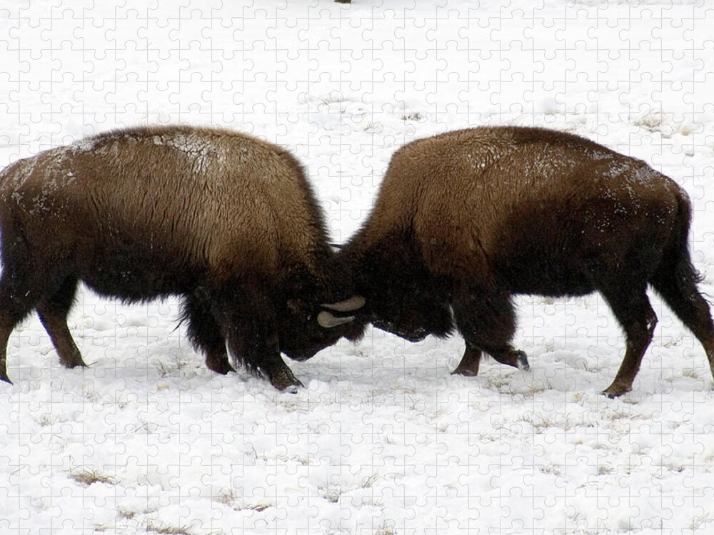 Snow Jigsaw Puzzle featuring the photograph Two Bison Fighting by Mark Newman