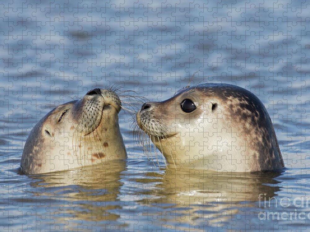 Two Jigsaw Puzzle featuring the photograph Two Common Seals by Arterra Picture Library