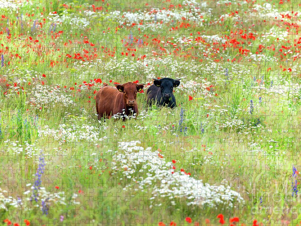 Cows Jigsaw Puzzle featuring the photograph Two Norfolk cows in wild flower meadow by Simon Bratt