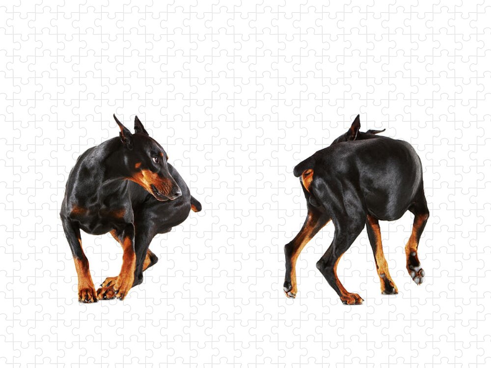 Pets Jigsaw Puzzle featuring the photograph Two Dobermans Looking At Each Other by Thomas Northcut