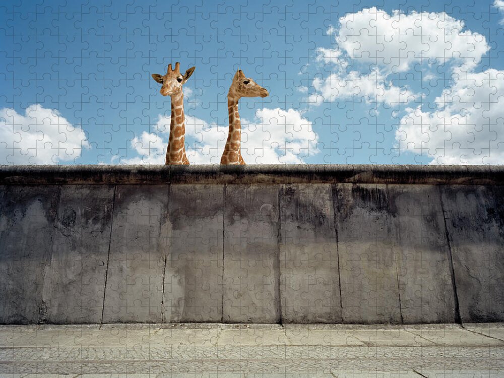 Out Of Context Jigsaw Puzzle featuring the photograph Two Giraffes Watching From A Wall by Matthias Clamer