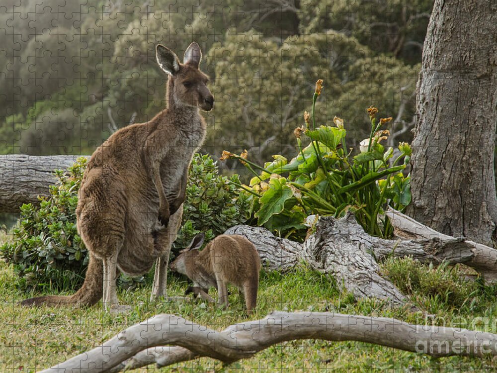 Small Jigsaw Puzzle featuring the photograph Two Grey Kangaroos In Australian by Mastersky