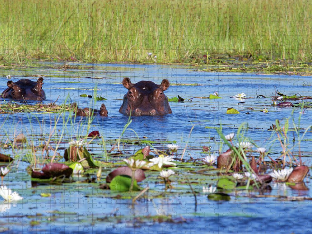 Botswana Jigsaw Puzzle featuring the photograph Two Hippos And Calf In Xigera by Brytta