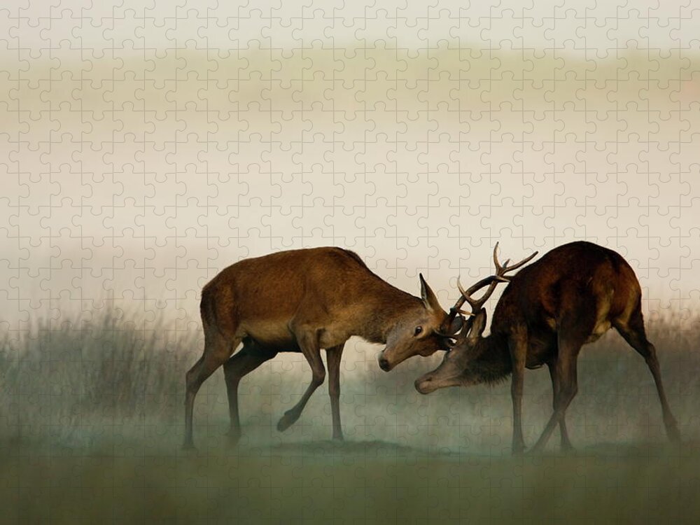 Rutting Jigsaw Puzzle featuring the photograph Two Red Deer Fighting In The Fog by Damiankuzdak