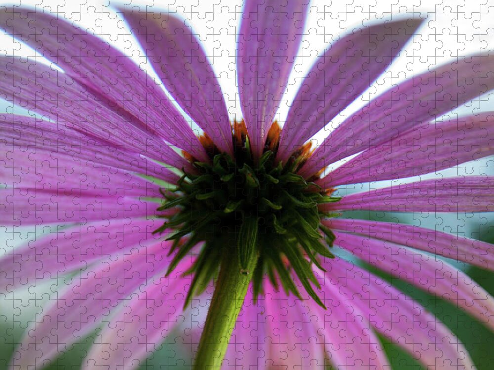 Cone Flower Jigsaw Puzzle featuring the photograph Undertow by David Pratt