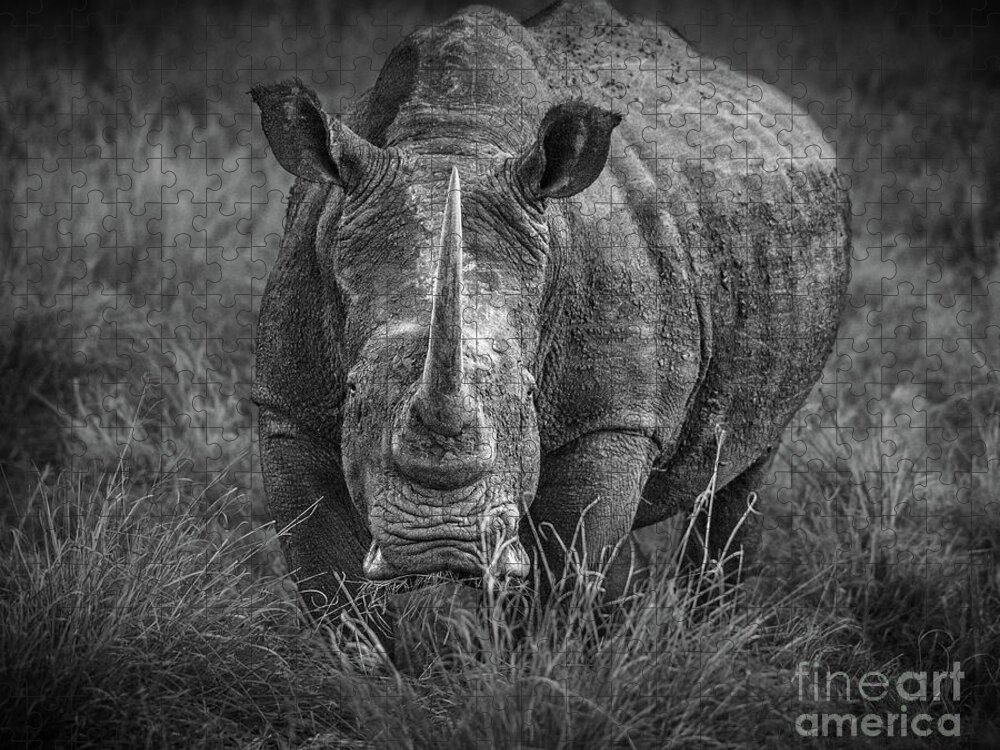White Rhino Jigsaw Puzzle featuring the photograph Unicorn by Jamie Pham