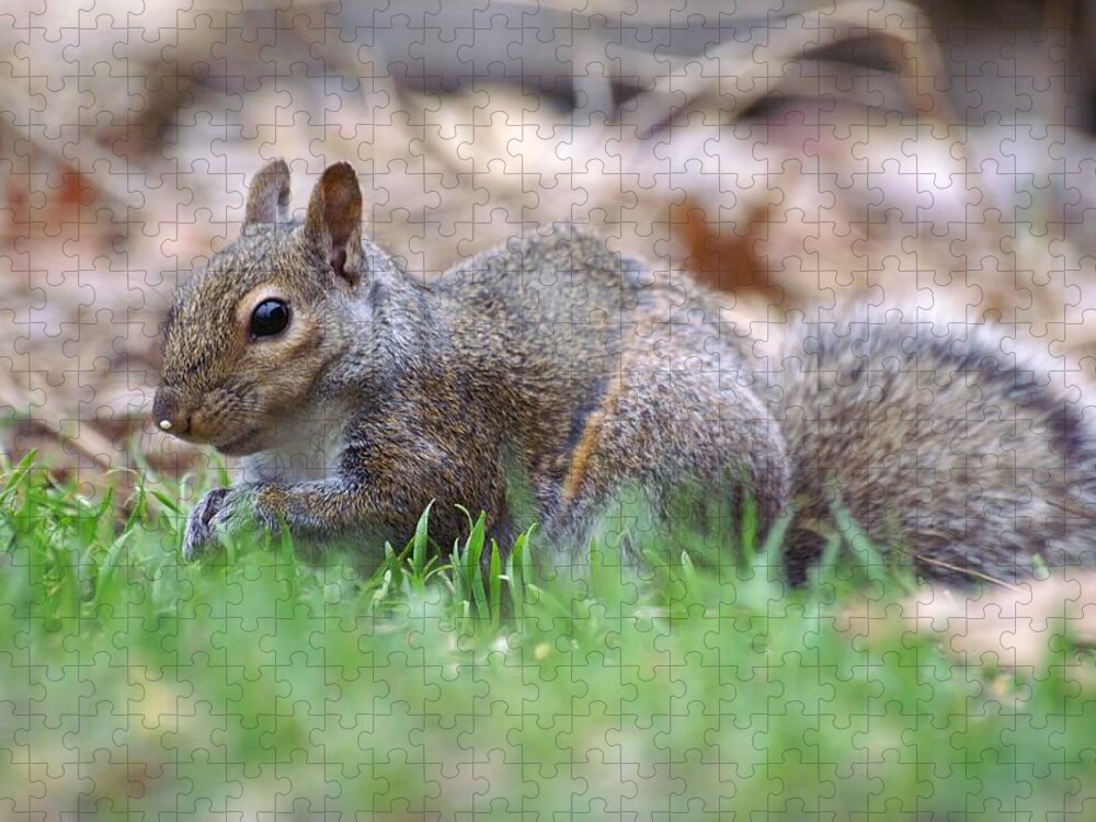 Fox Squirrel Jigsaw Puzzle featuring the photograph Unique Striped Squirrel by Don Northup