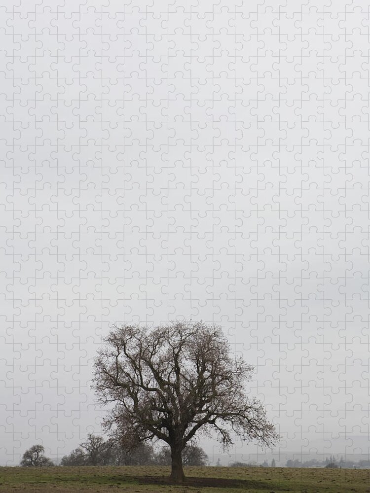 Scenics Jigsaw Puzzle featuring the photograph Usa, California, Yosemite, Tree In Field by Rod Morata