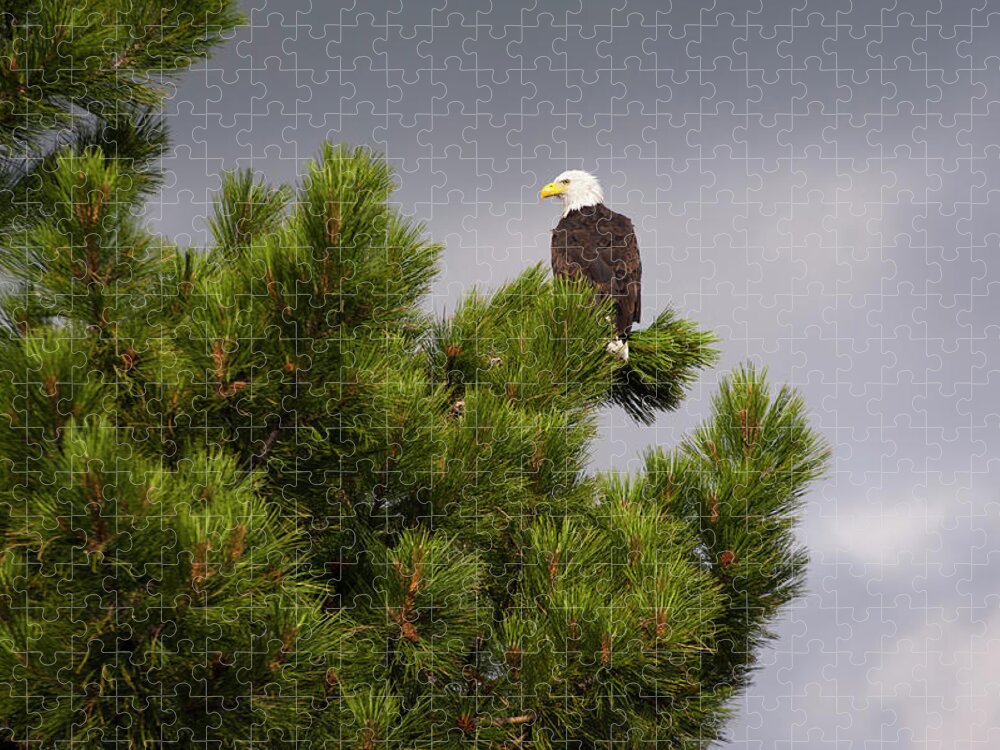 One Animal Jigsaw Puzzle featuring the photograph Usa, Oregon, Lake County, Bald Eagle by Gary Weathers