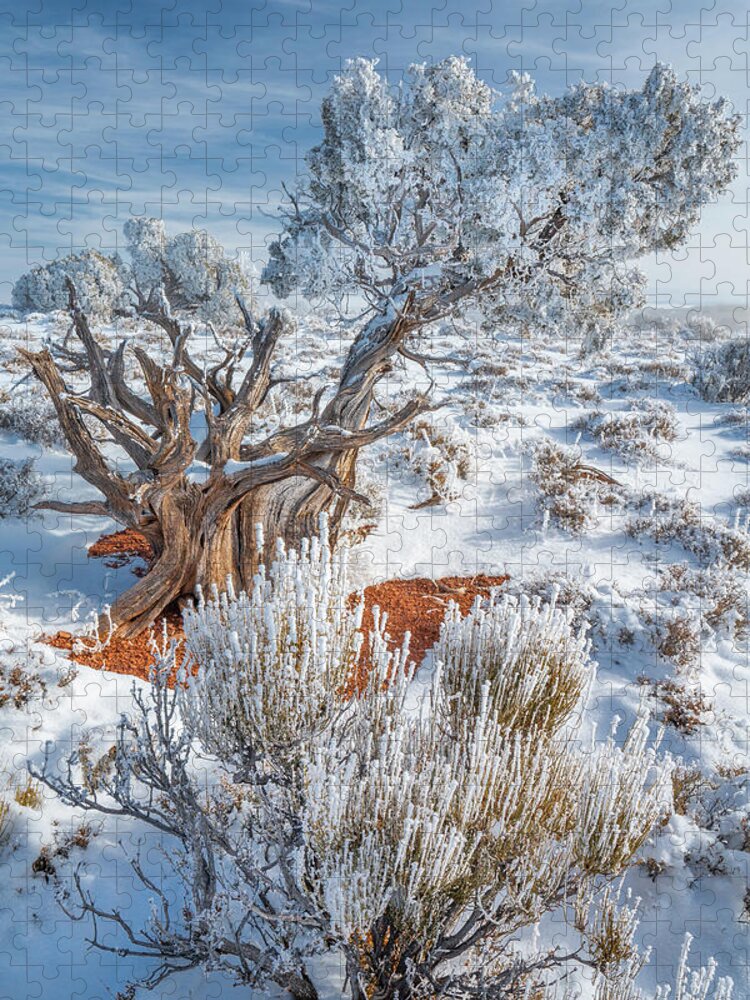 Jeff Foott Jigsaw Puzzle featuring the photograph Utah Juniper With Frost by Jeff Foott