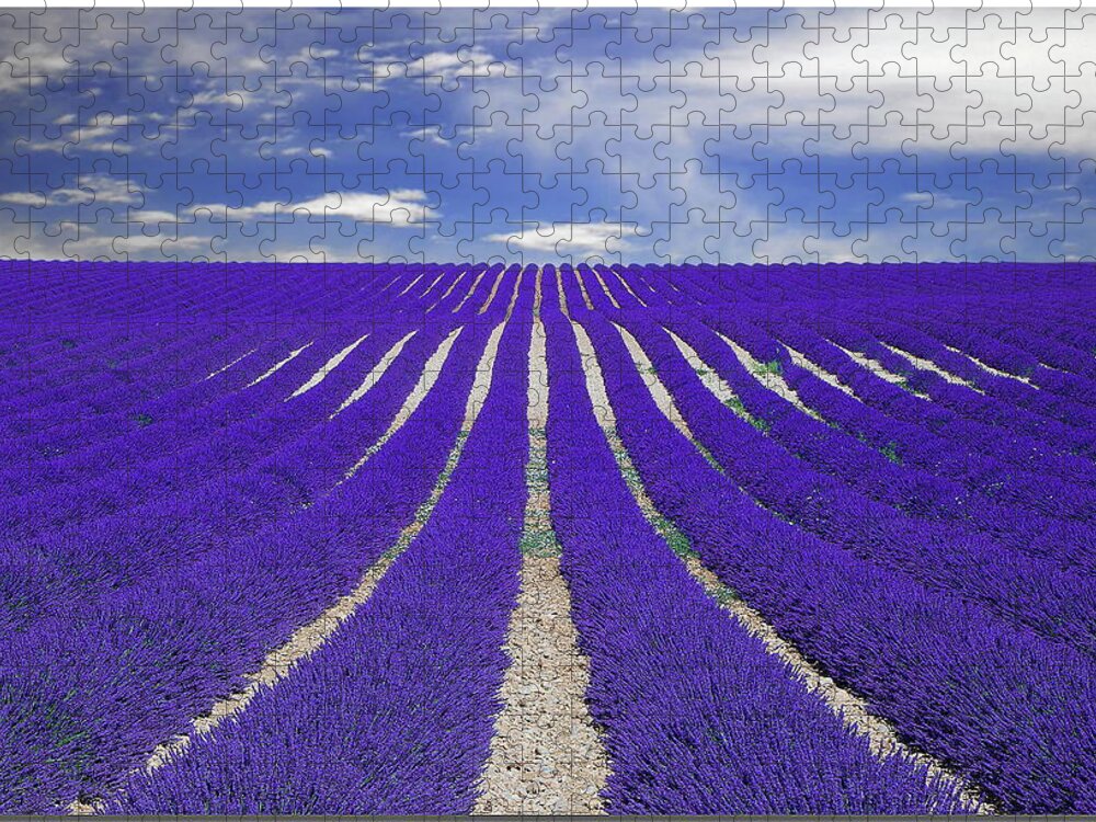 Tranquility Jigsaw Puzzle featuring the photograph Vanishing Smell -- Lavender by Nespyxel
