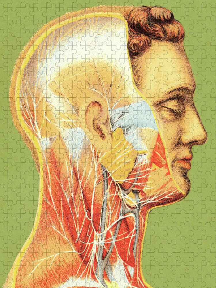 Adult Jigsaw Puzzle featuring the drawing Vascular Illustation of Man by CSA Images