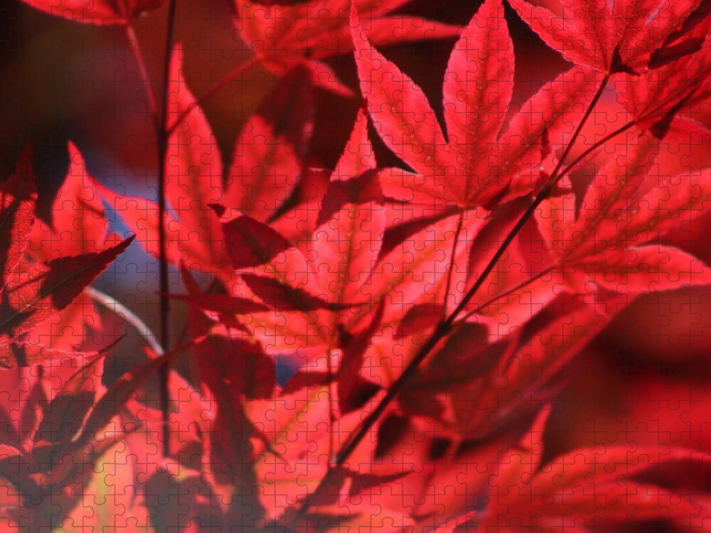 Japanese Maple Jigsaw Puzzle featuring the photograph Venetian Red Japanese Maple Leaves by Colleen Cornelius