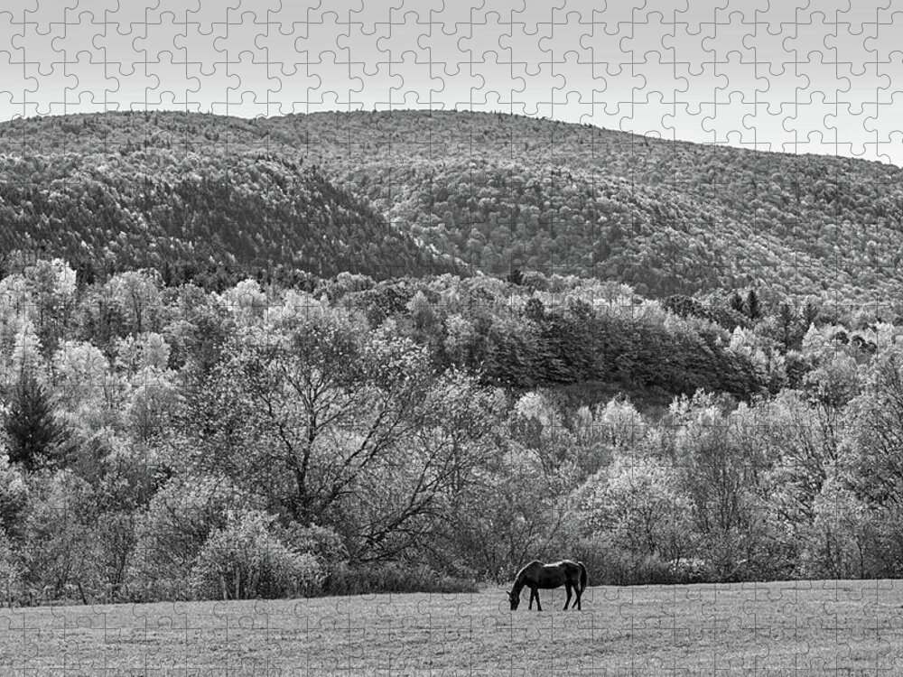 Manchester Jigsaw Puzzle featuring the photograph Vermont Horse and Fall Trees Manchester Vermont Field Black and White by Toby McGuire