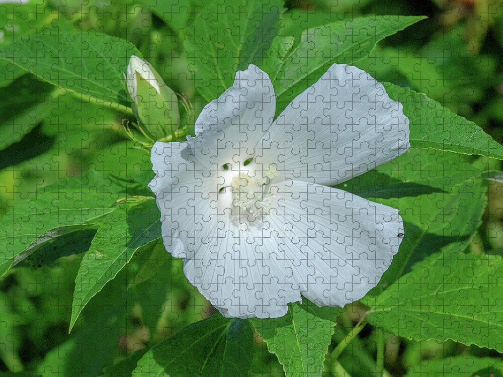Nature Jigsaw Puzzle featuring the photograph Very Rare almost All-white Crimson-eyed Rosemallow DFL0995 by Gerry Gantt