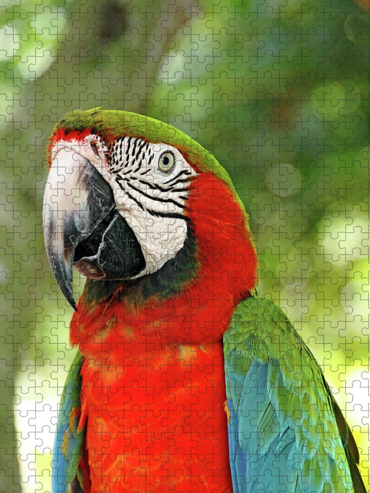 Macaw Jigsaw Puzzle featuring the photograph Vibrant Macaw by Debbie Oppermann