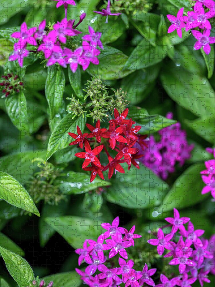 Pretty Flower Jigsaw Puzzle featuring the photograph Vibrant Petals by Az Jackson