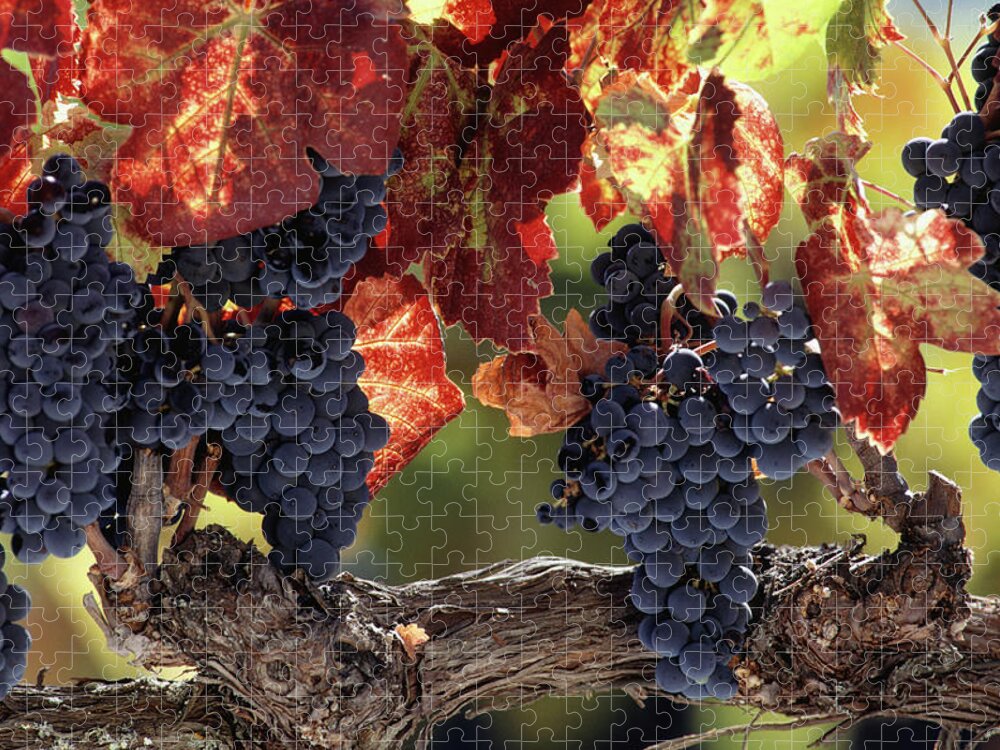 Breakfast Jigsaw Puzzle featuring the photograph Vine Branch With Grapes, Wine Country by Peter Ginter