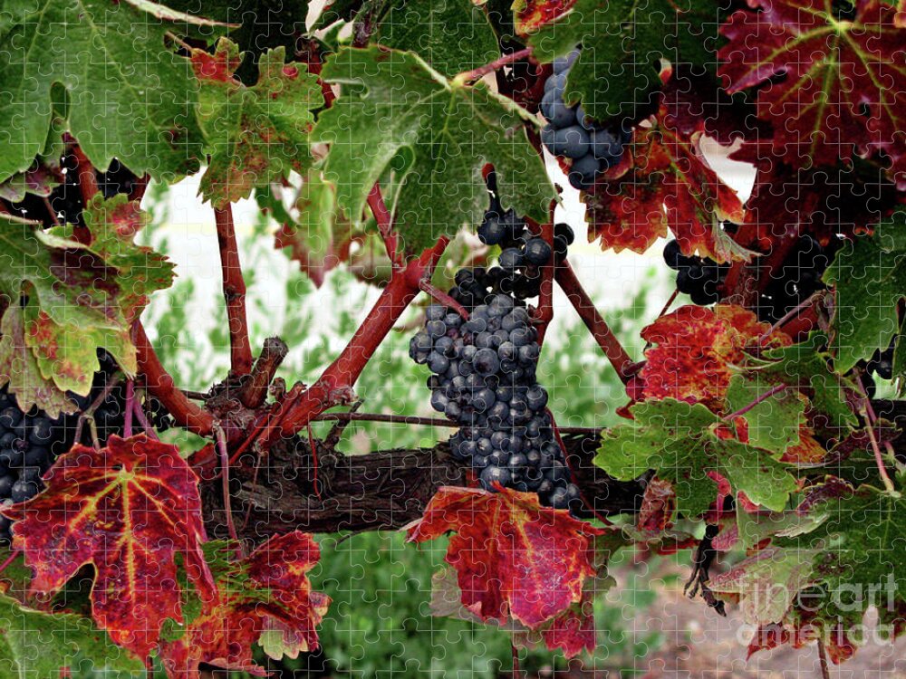 Wine Grapes In The Fall Jigsaw Puzzle featuring the photograph Vineyard in the Fall by Terri Brewster