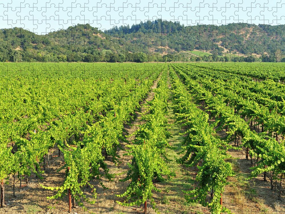 Scenics Jigsaw Puzzle featuring the photograph Vineyard by Pchoui