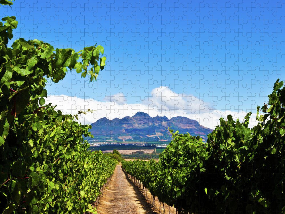 Stellenbosch Jigsaw Puzzle featuring the photograph Vineyards In Stallenbosch by Izusek