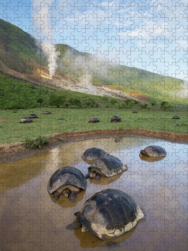 Animal Jigsaw Puzzle featuring the photograph Volcan Alcedo Tortoises Wallowing by Tui De Roy