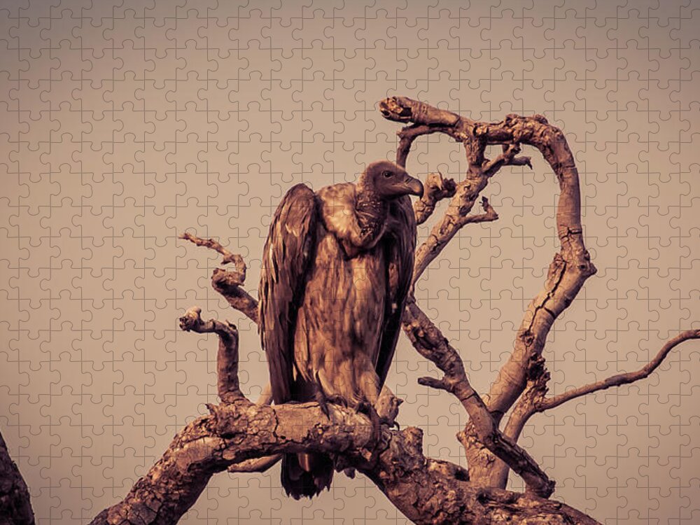 Botswana Jigsaw Puzzle featuring the photograph Vulture On The Watch by Rod Gotfried Photography