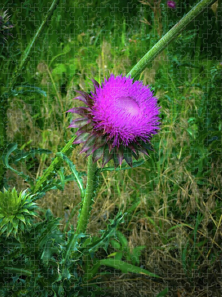 Thistle Jigsaw Puzzle featuring the photograph Wanna Be in Scotland by Lora J Wilson