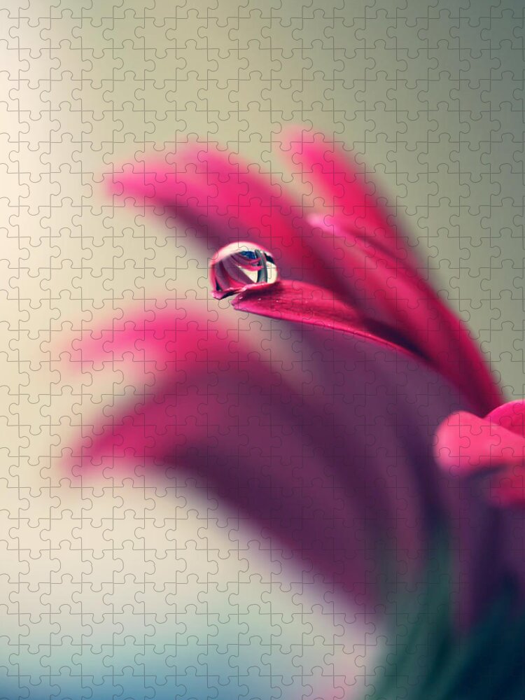 Petal Jigsaw Puzzle featuring the photograph Water Drop On Red Daisy Petal by Coral Staley-hall