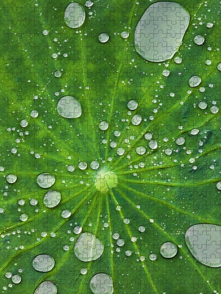 Nyaungshwe Jigsaw Puzzle featuring the photograph Water Droplets On A Lotus Leaf by Glen Allison