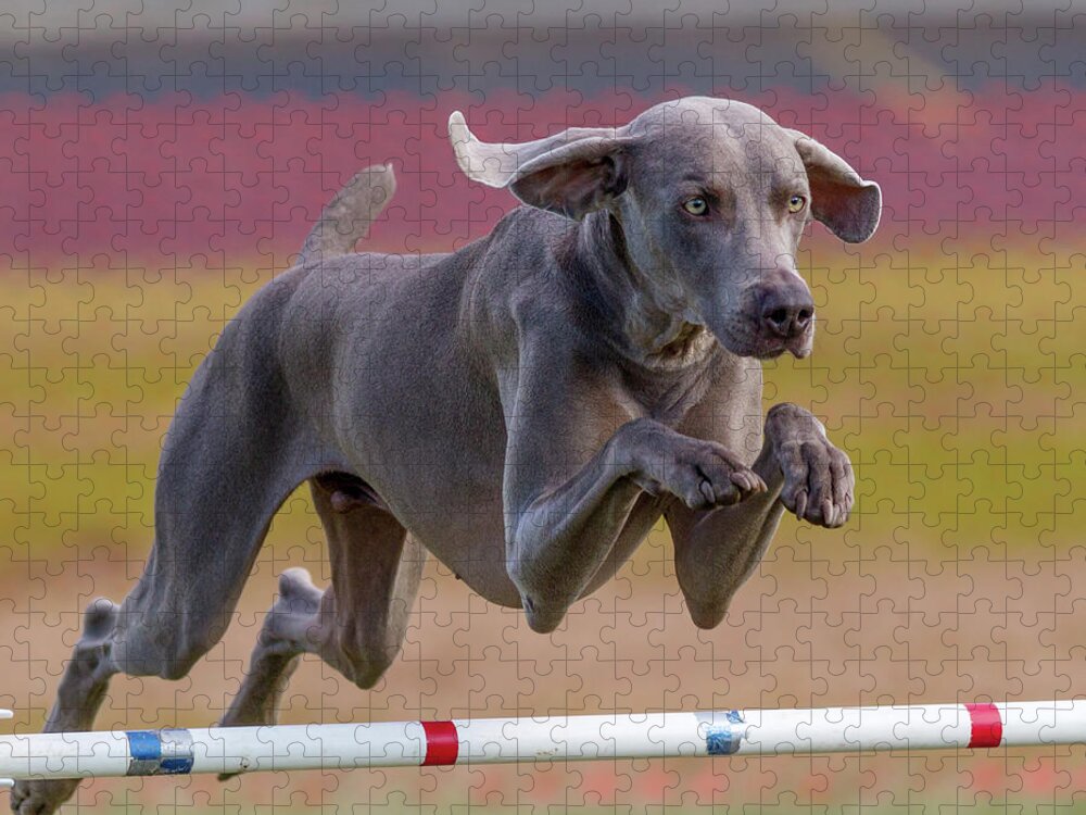Pets Jigsaw Puzzle featuring the photograph Weimaraner by Jim Frazee