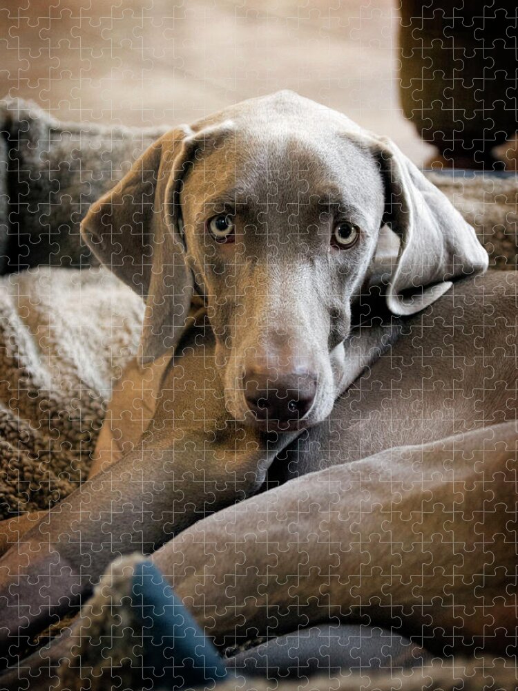 Pets Jigsaw Puzzle featuring the photograph Weimaraner by Kevin Sherman
