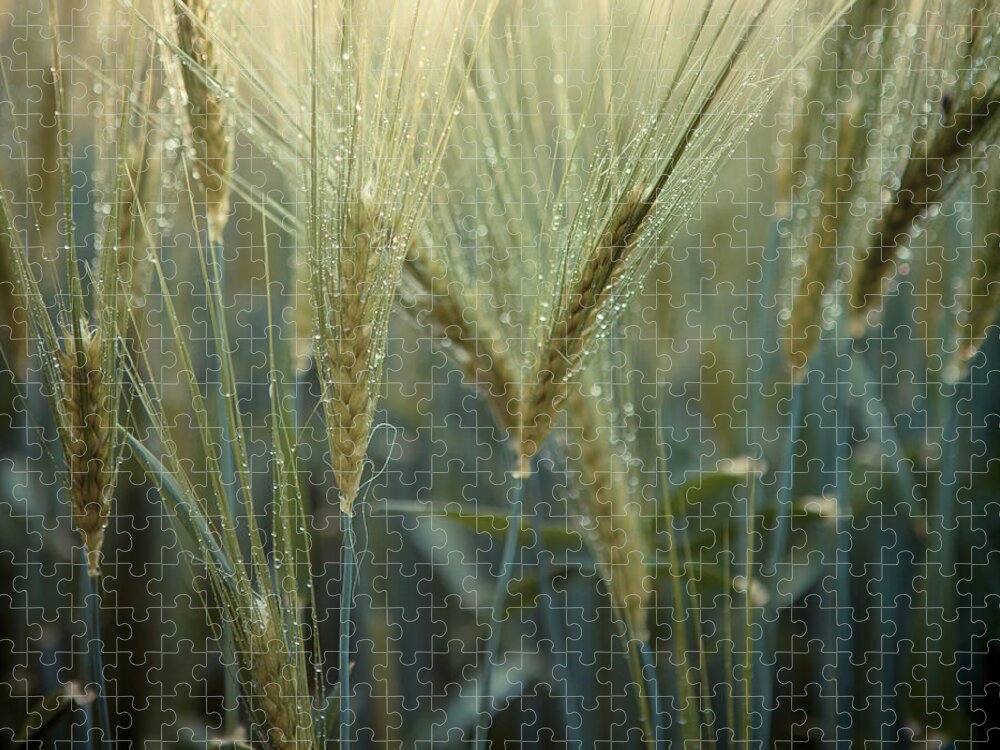 North Rhine Westphalia Jigsaw Puzzle featuring the photograph Wet Wheat by Bjuhasz