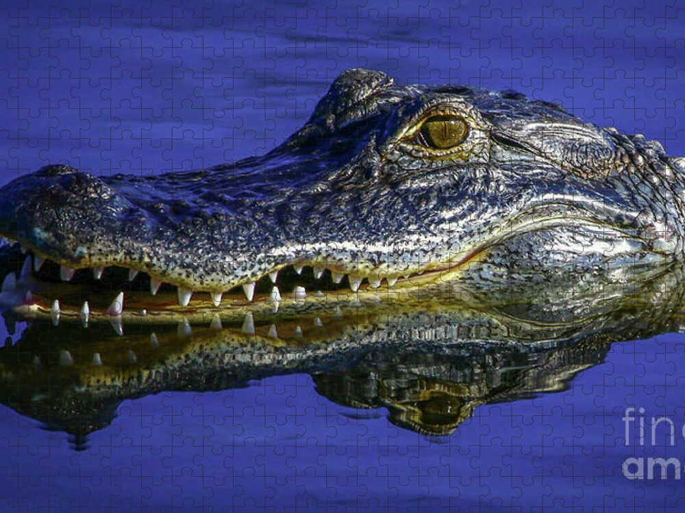 Gator Jigsaw Puzzle featuring the photograph Wetlands Gator Close-Up by Tom Claud