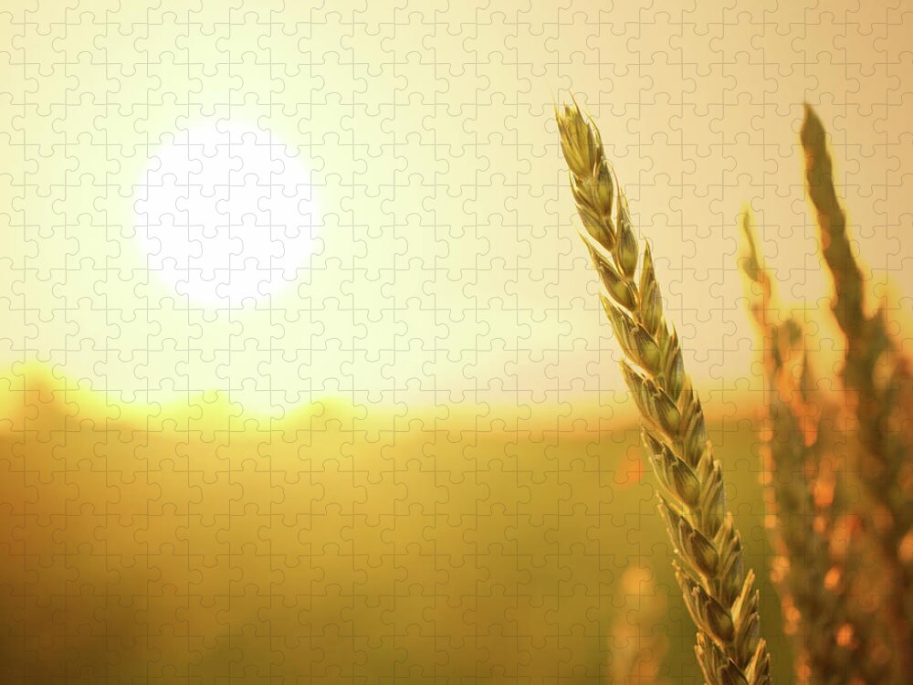 Scenics Jigsaw Puzzle featuring the photograph Wheat At Sunset by Gilaxia
